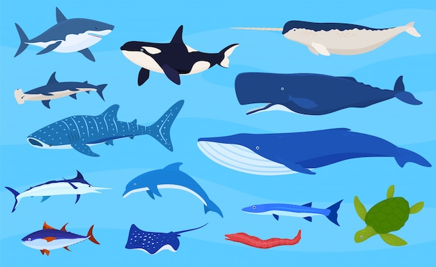 Sea animals collection