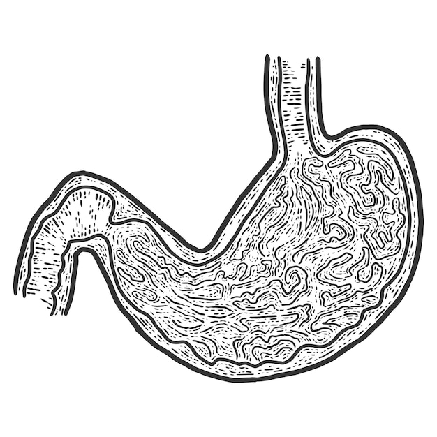 Sekcja Anatomiczna żołądka Szkic Imitacja Zdrapki