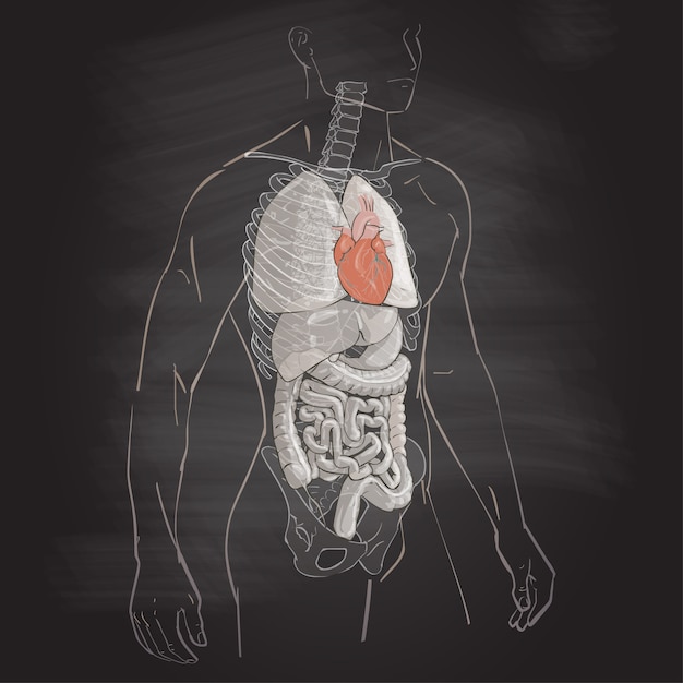 Serce Anatomii Ludzkiego Ciała