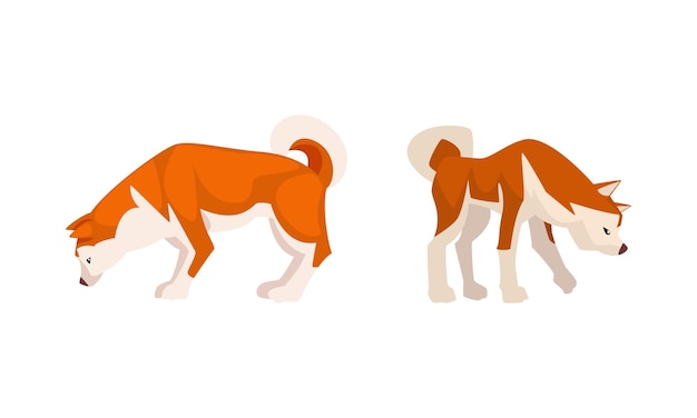 Shiba Inu jako japońska rasa psa łowczego z kolczastymi uszami i zakręconym ogonem w ustawionym zestawie wektorowym