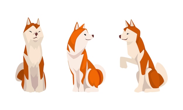 Shiba Inu jako japońska rasa psa łowczego z kolczastymi uszami i zakręconym ogonem w zestawie wektorowym pozycji siedzącej