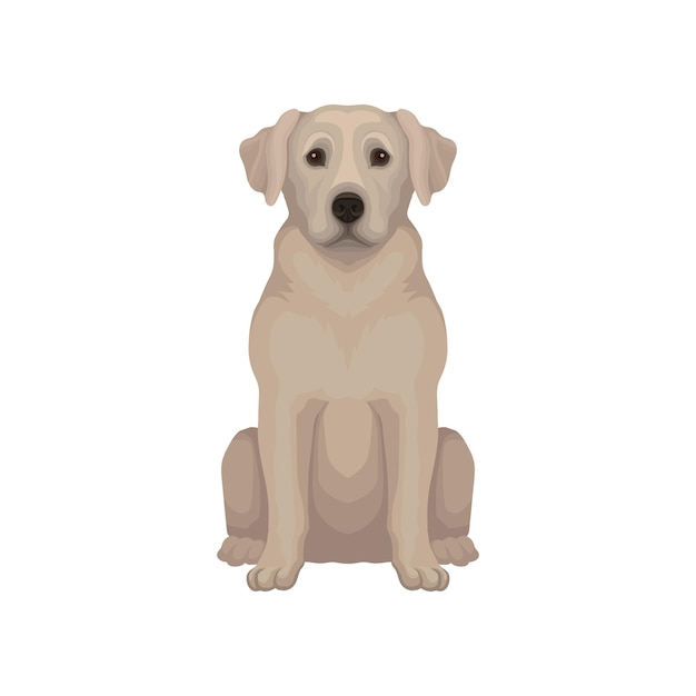 Siedzący pies Labrador retriever z krótkimi beżowymi włosami i uroczą pyskiem Szczegółowy wektor dla sklepu zoologicznego klubu kynologicznego lub kliniki dla zwierząt