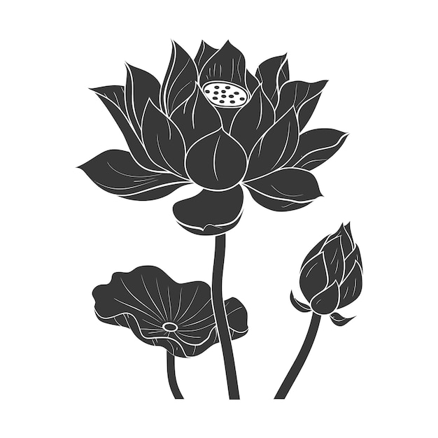 Silhouette Kwiat Lotosu Tylko Czarny Kolor