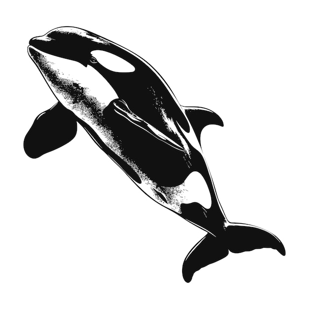 Siluweta orki lub wieloryba zabójcy tylko czarny kolor