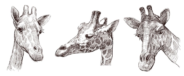 Sketchy Głów żyraf Afrykańskich Dzikich Zwierząt Rogatych Plamkowych Ssaków Rysunki Ręczne Wektorów Izolowane