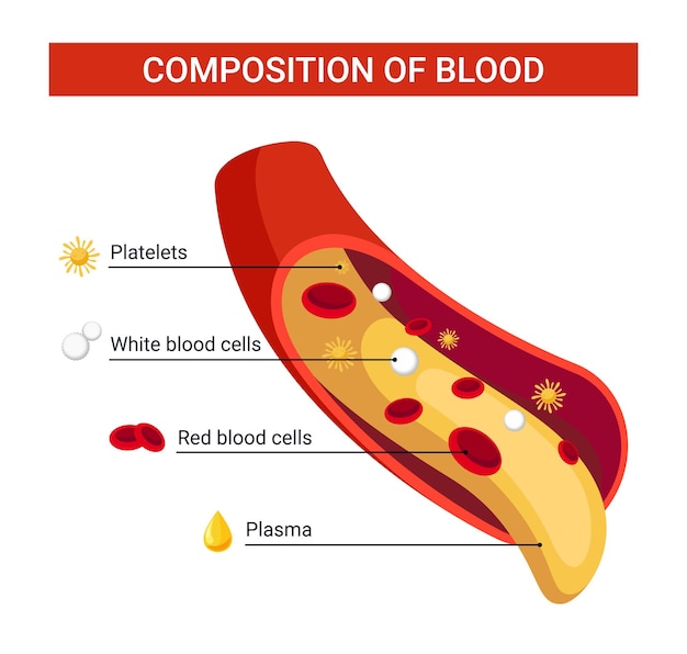 Plik wektorowy skład krwi wektor ilustracja koncepcja projektu