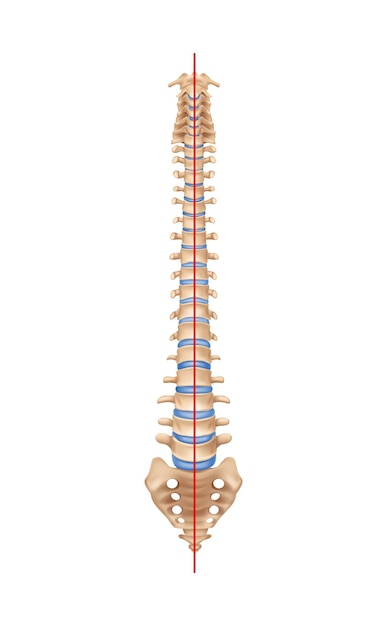 Plik wektorowy skład skoliozy anatomii ludzkiego kręgosłupa z izolowanym obrazem normalnego kręgosłupa z kośćmi i ilustracją wektorową linii prostej