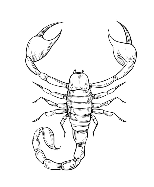 Skorpion Szkic Ilustracji Wektorowych. Czarny Kontur Przezroczyste Tło