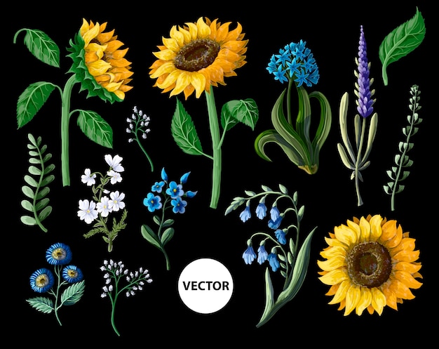 Plik wektorowy słoneczniki i dzikie kwiaty izolowane na czarnym tle ilustracja wektorowa