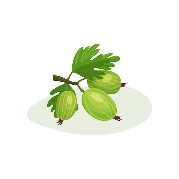 Plik wektorowy soczysty agrest z zielonymi liśćmi słodko-kwaśna jagoda pyszne letnie jedzenie płaska konstrukcja wektorowa