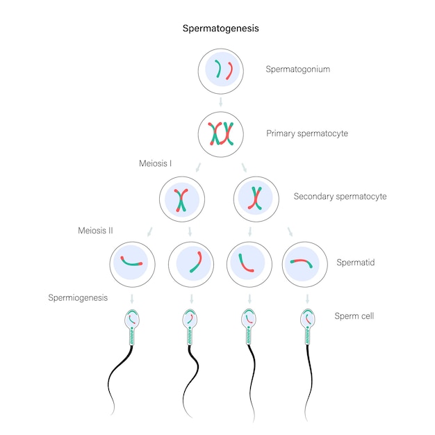 Plik wektorowy spermatogeneza