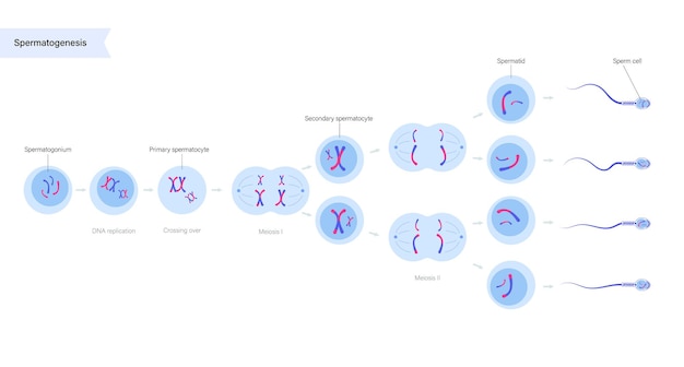 Plik wektorowy spermatogeneza