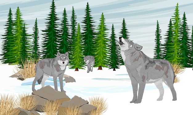 Stado Szarych Wilków W Dolinie świerkowego Lasu I Zaspy śnieżne