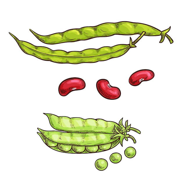 Plik wektorowy strąki zielonego groszku i ikony szkicu fasoli