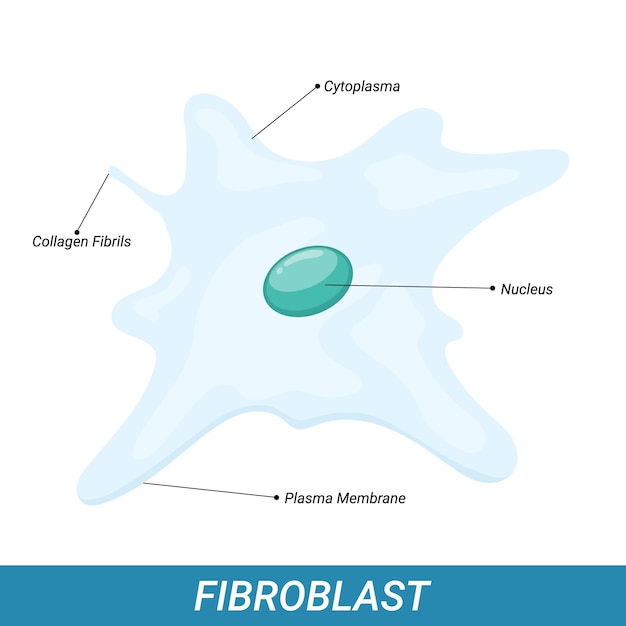 Struktura komórki ludzkich fibroblastów