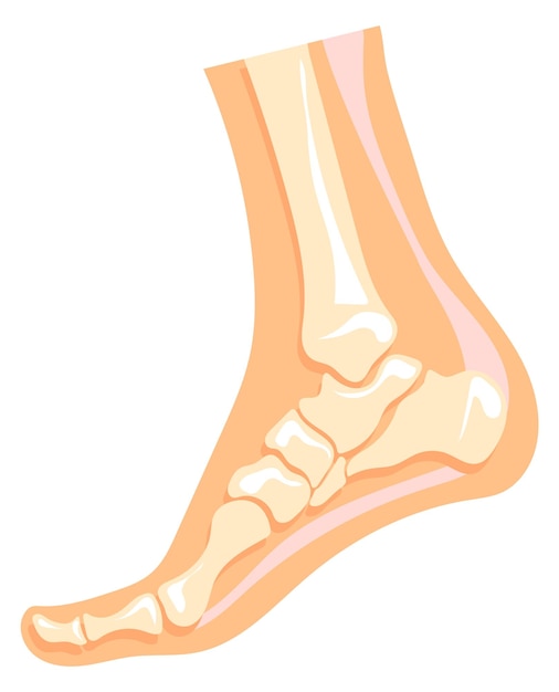Plik wektorowy struktura kości stopy ilustracja anatomii ludzkiej nogi