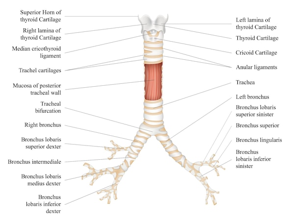 Struktura Ludzkiej Tchawicy Kość Gnykowa Jabłko Adamsa Lewe I Prawe Oskrzele Chrząstka Tarczycy Ilustracja Wektorowa