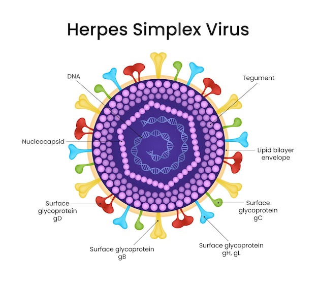 Struktura wirusa herpes simplex