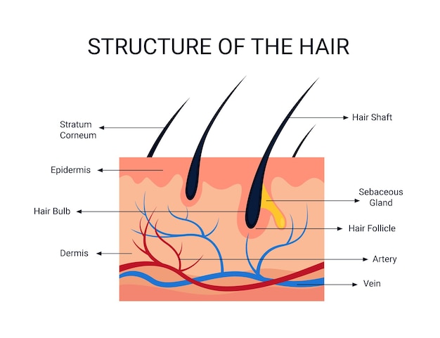 Plik wektorowy struktura włosów, narząd ludzki, koncepcja szczegółów narządów ilustracyjnych