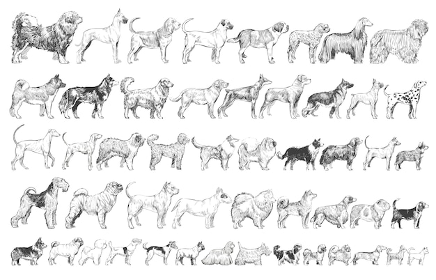 Styl rysowania ilustracji rasy psów kolekcji