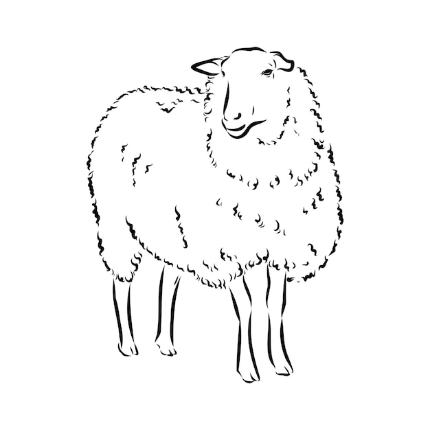 Styl Szkic Owiec Ręcznie Rysowane Ilustracja Piękne Czarno-białe Zwierzę
