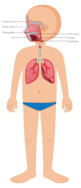 Stylu Cartoon Diagram Anatomii Człowieka