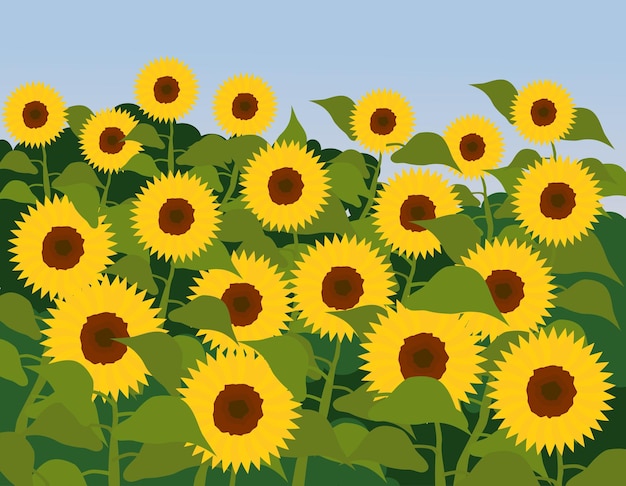 Summer field of sunflowers Bright illustration of blooming sunflowers of different colors