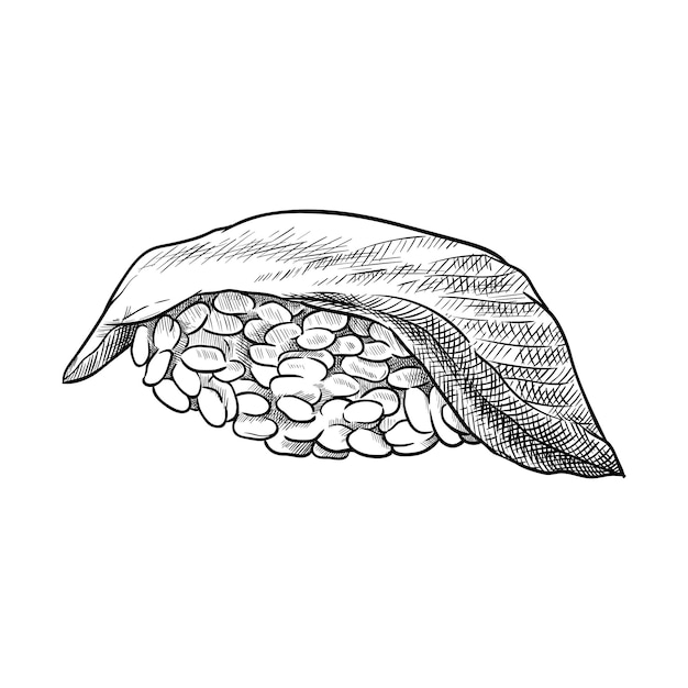Sushi Z Okoniem Ręcznie Rysowane Ilustracji Wektorowych