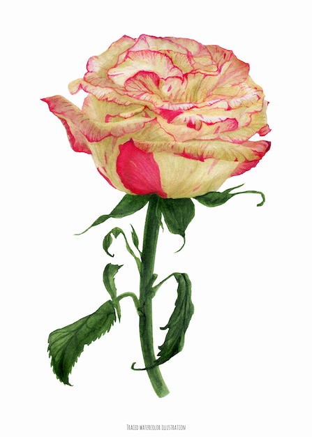 Świeża Dwukolorowa Kremowa Róża Koralowa, Realistyczna Ilustracja Botaniczna W Kolorze Watrecolor