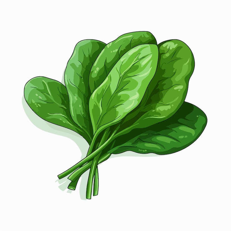 Wektor świeża ilustracja wektorowa szpinaku izolowana na białym tle