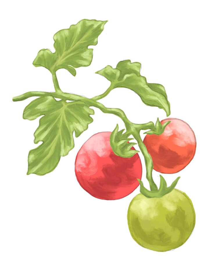 Wektor świeże owoce pomidorów ilustracja malarstwa botanicznego