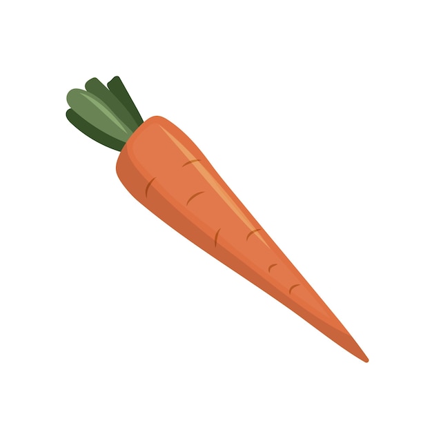 Plik wektorowy Świeże pomarańczowe marchewki warzywa uprawiane w ogrodzie rolnika ilustracja wektora płaskiego