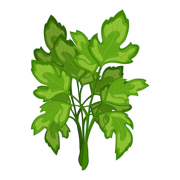 Plik wektorowy Świeże zielone gałęzie pietruszki na białym tle, jedzenie. ilustracja botaniczna. wektor