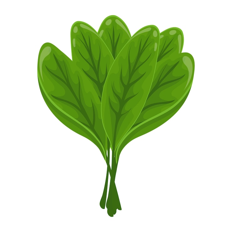 Wektor świeże zielone liście szczawiu na białym tle, jedzenie. ilustracja botaniczna. wektor