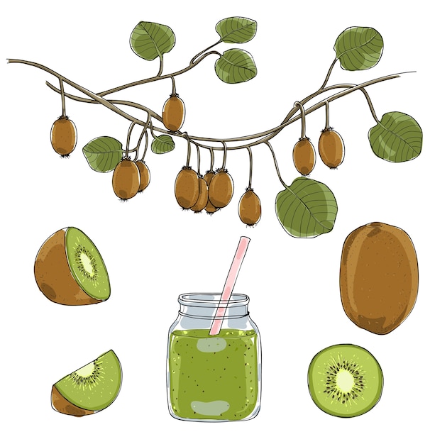 Świeżego Zielonego kiwi owoc wektoru ustalona ilustracja