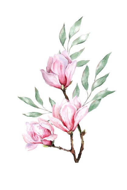 Plik wektorowy Świeży kwiat magnolii botaniczny akwarel ilustracja kwiatowy projekt płatki kwitnące wiosna tropika