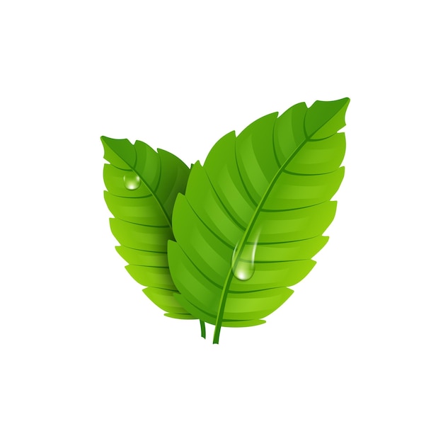 Plik wektorowy Świeży liść mięty. zdrowy aromat mentolu. ziołowa roślina natury. zielone liście mięty zielonej.