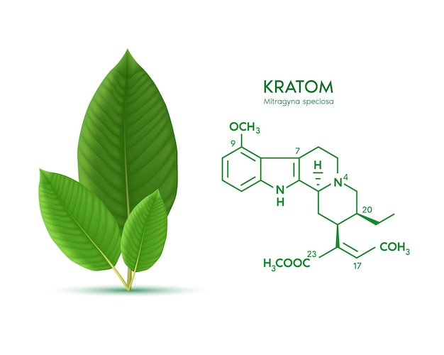 Świeży Zielony Liść Kratom Mitragyna Speciosa Struktura Chemiczna Rośliny Ziołowej Alternatywy