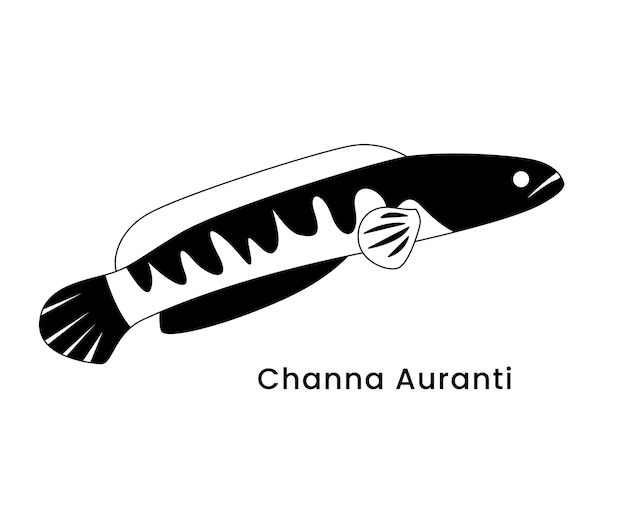 Sylwetka Channah Auranti