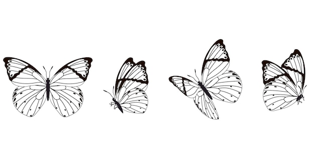 Sylwetka Motyla W 4 Opcji Wektor W Na Białym Tle
