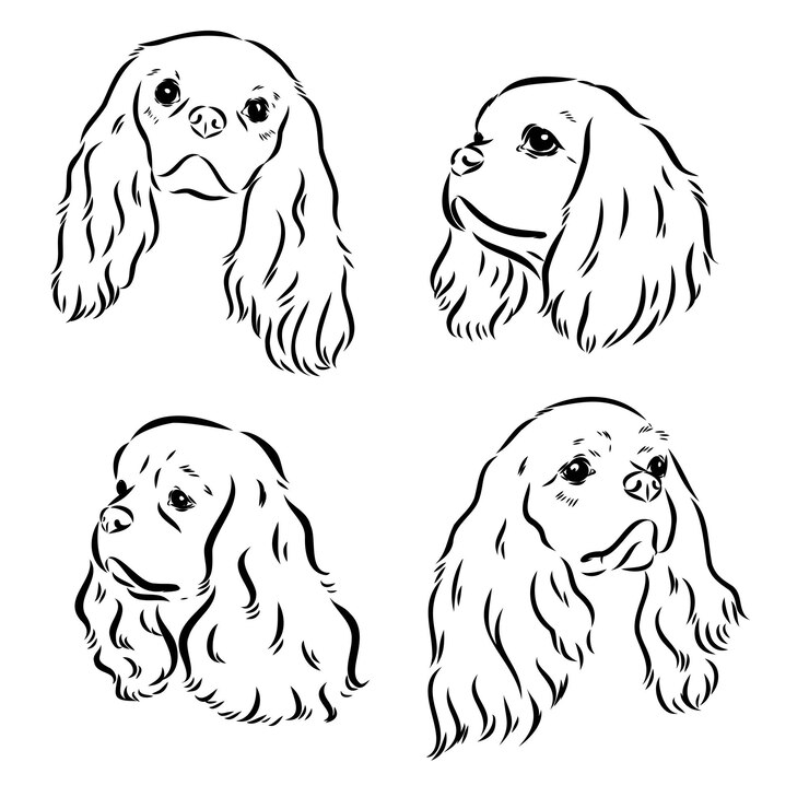 Wektor sylwetka obrazu wektorowego psa cavalier king charles
