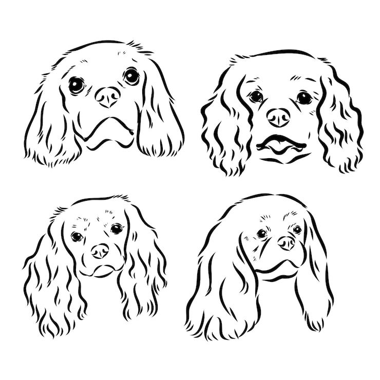 Wektor sylwetka obrazu wektorowego psa cavalier king charles