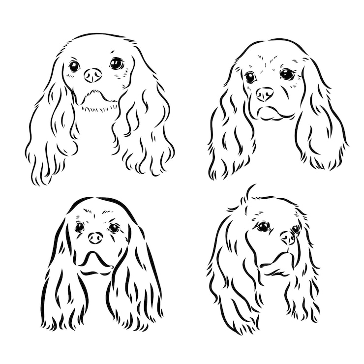 Wektor sylwetka obrazu wektorowego psa cavalier king charles