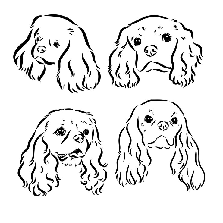 Wektor sylwetka obrazu wektorowego psa cavalier king charles