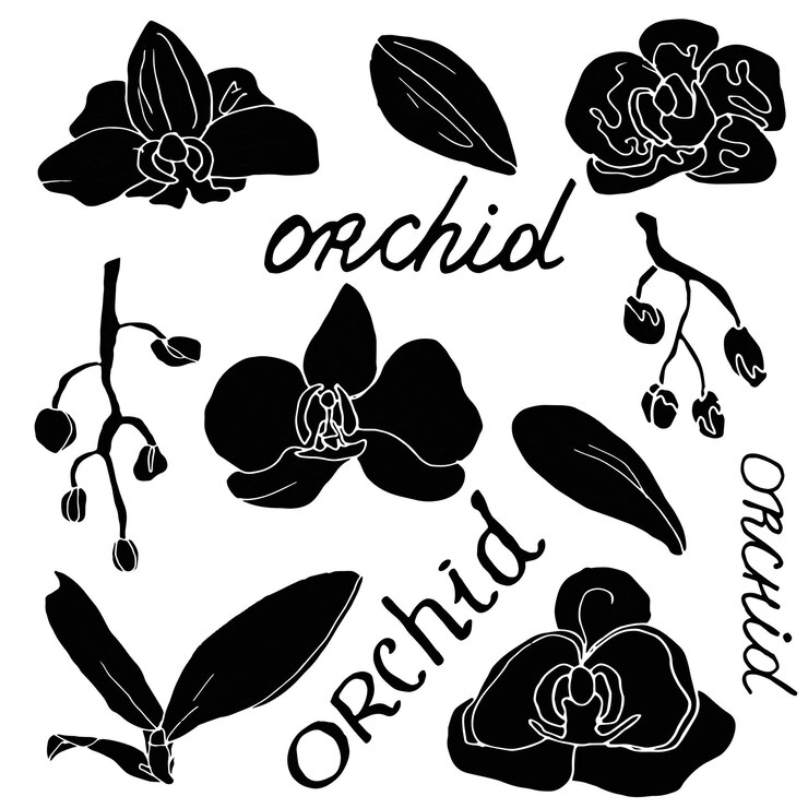 Sylwetka orchidei na białym tle Kolekcja logo Zestaw elementów dekoracyjnych