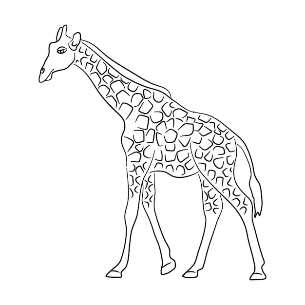 Plik wektorowy sylwetka żyrafy wykonana w stylu szkicu ilustracji wektorowych