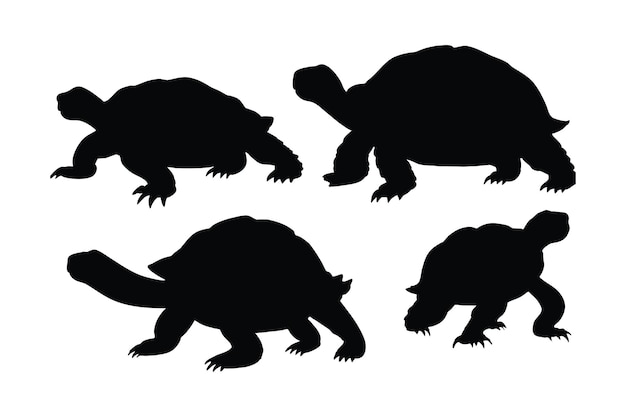 Sylwetki stworzeń morskich i gadów, takich jak żółwie na białym tle Kolekcja sylwetki całego ciała żółwia Dziki żółw pływający w różnych pozycjach Pakiet sylwetki pięknego żółwia