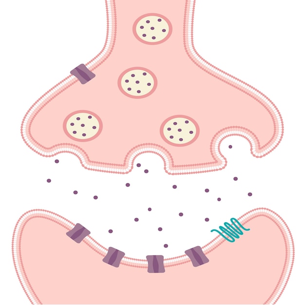 Synapsa Wektor Ilustracja Tło Między Dwoma Neuronami