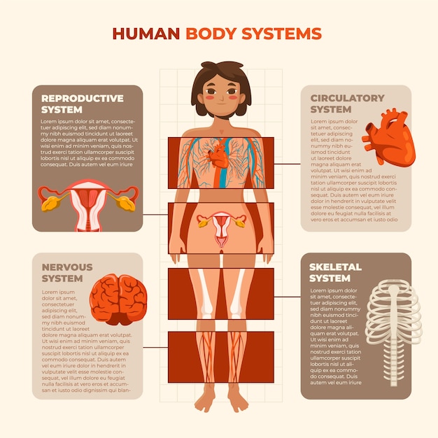 Plik wektorowy szablon infografiki płaskiego ludzkiego ciała