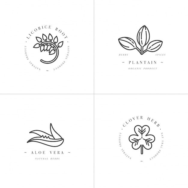 szablony monochromatyczne scenografia - zdrowe zioła i przyprawy. Różne rośliny lecznicze, kosmetyczne - lukrecja, aloes, babka, koniczyna. Logo w modnym stylu liniowym.